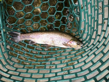 朽木渓流魚センタールアーフィールド